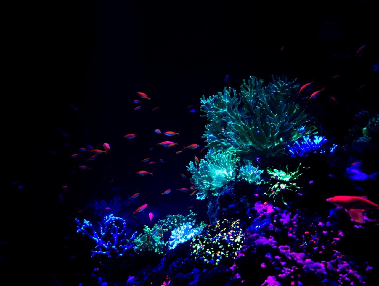 夜色在线视频影迷互动深海迷航分享图片1